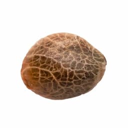 Acapulco Gold Feminized Seeds