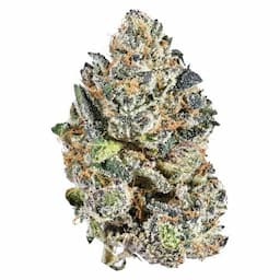 Indica