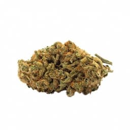 Indica