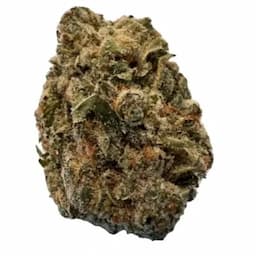 BC Purple Kush