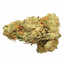 Sativa