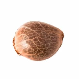 Pink Kush Feminized Seeds