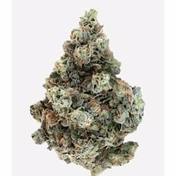 Country Club (Rotating Strain)